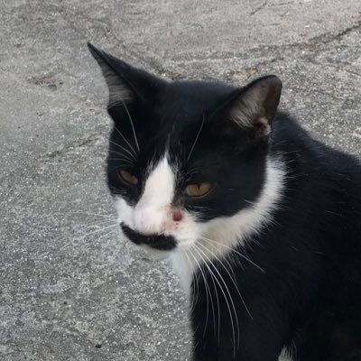 j-ma's profile picture