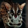 Pla_shaza's profile picture