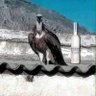 Stava profil fotoğrafı