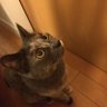 Profilbild von 猫と暮らすば