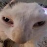 Profilbild von adrian