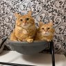 Profilbild von ほとぷぅとごうとけん(保護猫出身茶トラ兄弟猫・ねこ)