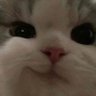 ing's profile picture