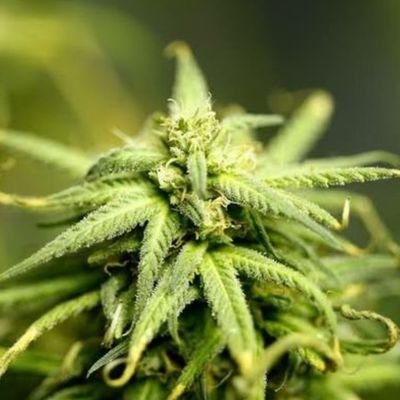 sxuthcannvbis's profile picture