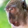 Král koblihových lidí's profile picture