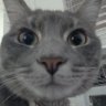 Profilbild von Misty