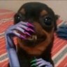 Pincher opressor's profile picture