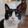 Asyuu's profile picture