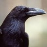CorvusCorax's profile picture