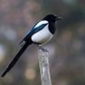 Фото профиля Drunken Magpie