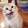 loopless's profile picture