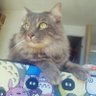 lucy profil fotoğrafı