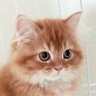 Profilbild von こはく/立ち耳スコ♂