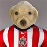 Chuyelperro🤙🐧 profil fotoğrafı