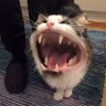 CarlBonara's profile picture
