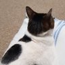 thelibbster 的头像
