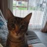 Anne Marie profil fotoğrafı