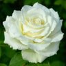 Profilbild von White flower3D