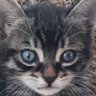 guray's profile picture