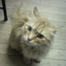 ムラサキ profil fotoğrafı