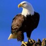 Noorullah kakar profil fotoğrafı