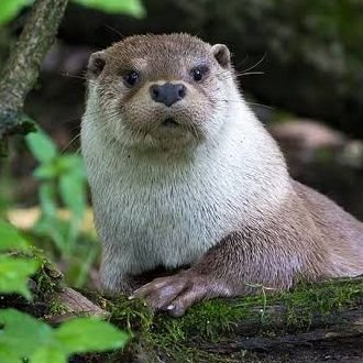 Otter lover club USA's profile picture