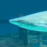 SharkofPolitics 的头像