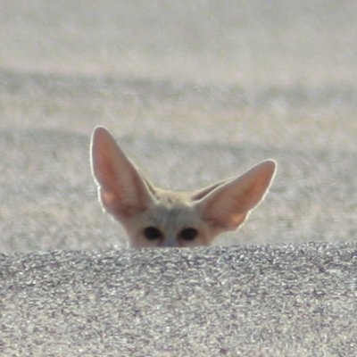Fennec_Radar's profile picture