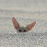 Фото профиля Fennec_Radar