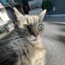 Copper2Chloride's profile picture