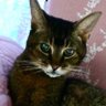 まりぽこ🐱's profile picture