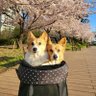 ゆうきパパ 的头像