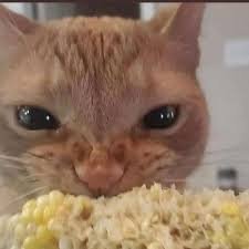 cats_corn's profile picture