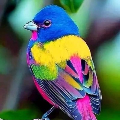 Rv1Nature's profile picture