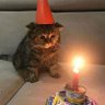 Фото профиля Posts Of Cats