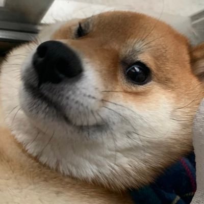 柴犬くぅ助's profile picture