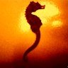 Freinkey's profile picture
