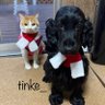 ティンク(ティンカーベル) 的头像