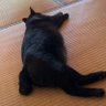 ひまわり profil fotoğrafı