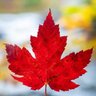 RedPilledCanadian's profile picture