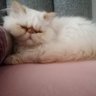 Profilbild von Heraa