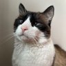 LinusTweets profil fotoğrafı