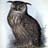 Eagleowl profil fotoğrafı