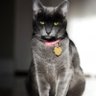 tara dicale đșđ's profile picture