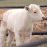 Фото профиля baby bison 🦬