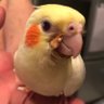 ピヨ子っちゃん profil fotoğrafı