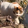 きゃり子@😷さまよう世捨てぬこ🐈🐈⬛🟦🟨🍉 profil fotoğrafı