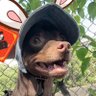 台灣大叔's profile picture