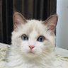 ルル 猫🐈🐈⬛レオパ🦎海釣り🎣's profile picture