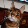 ちゃこ profil fotoğrafı